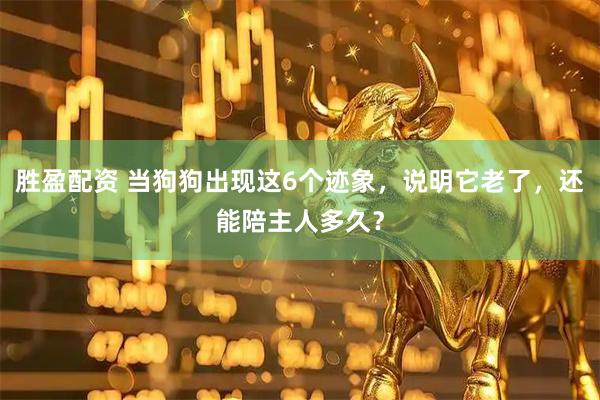 胜盈配资 当狗狗出现这6个迹象，说明它老了，还能陪主人多久？