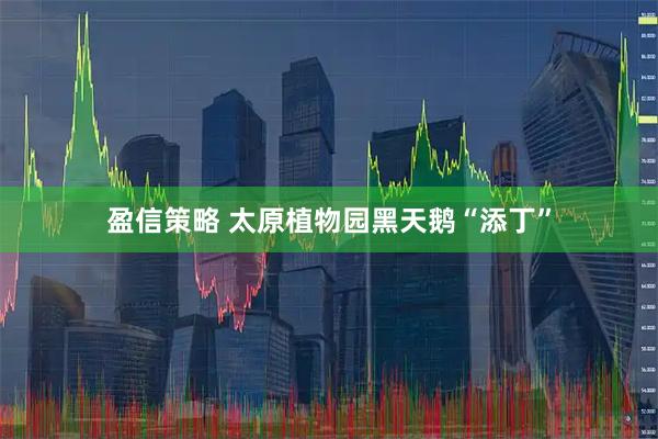 盈信策略 太原植物园黑天鹅“添丁”